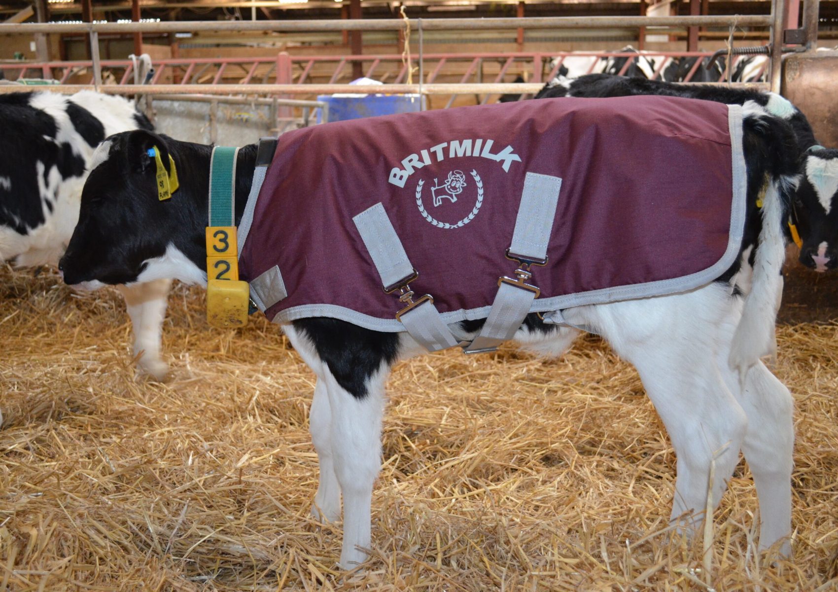 Calf Jackets